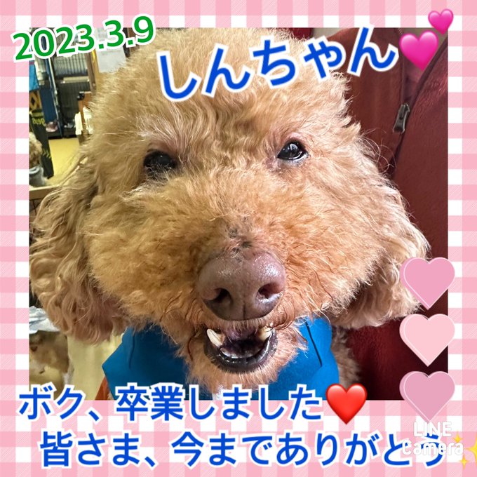 【運命の赤い糸見～つけた💓トイプードルのしんちゃん💕】2023,3,9